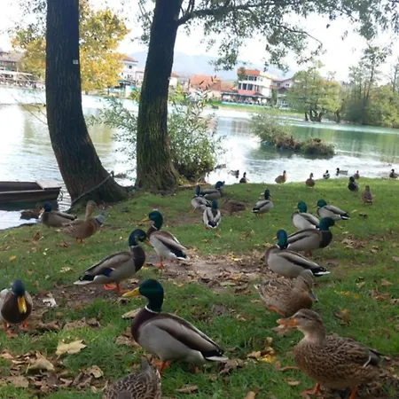 Dea * Bihac